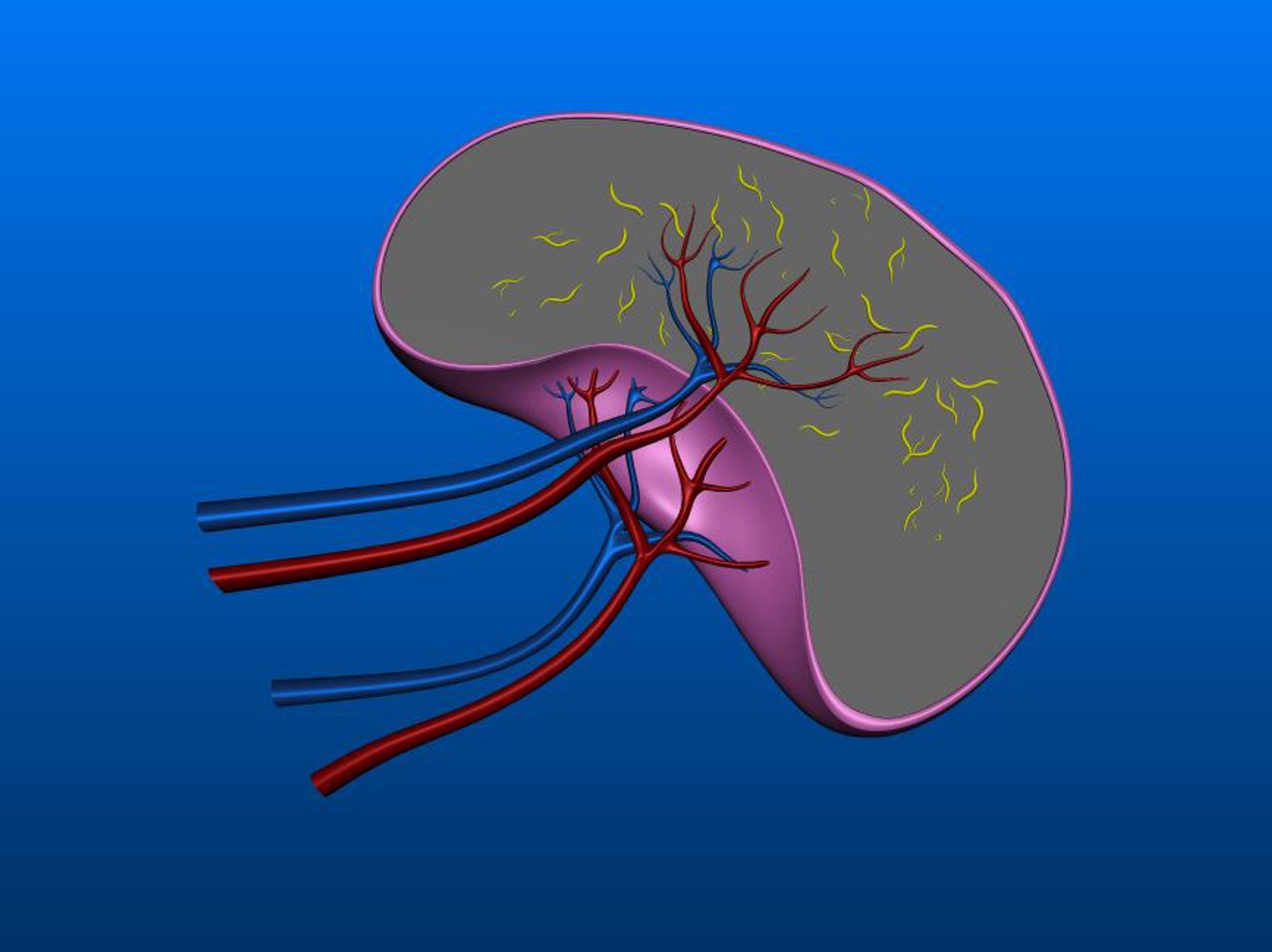 3D spleen section https://p.turbosquid.com/ts-thumb/Sp/1BKI9q/PekXVkN7/spleen_a/jpg/1549116683/1920x1080/fit_q87/a7dd1a30e35ed03feced7557109bf0d0fb308081/spleen_a.jpg