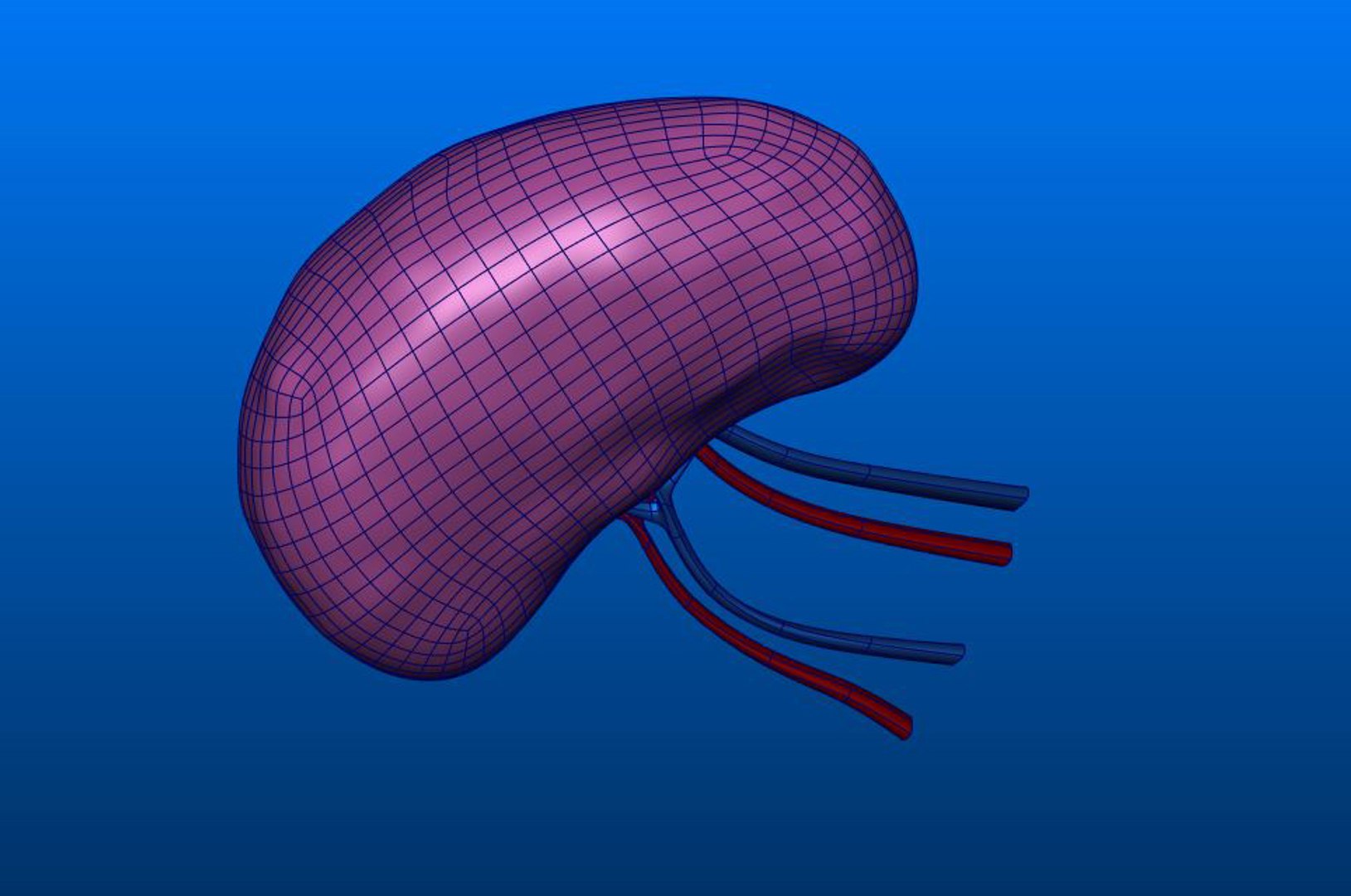 3D spleen section https://p.turbosquid.com/ts-thumb/Sp/1BKI9q/cTMITcio/spleen_c/jpg/1549116683/1920x1080/fit_q87/7ad68d9161b673675a82bcb640c50b5e36392341/spleen_c.jpg