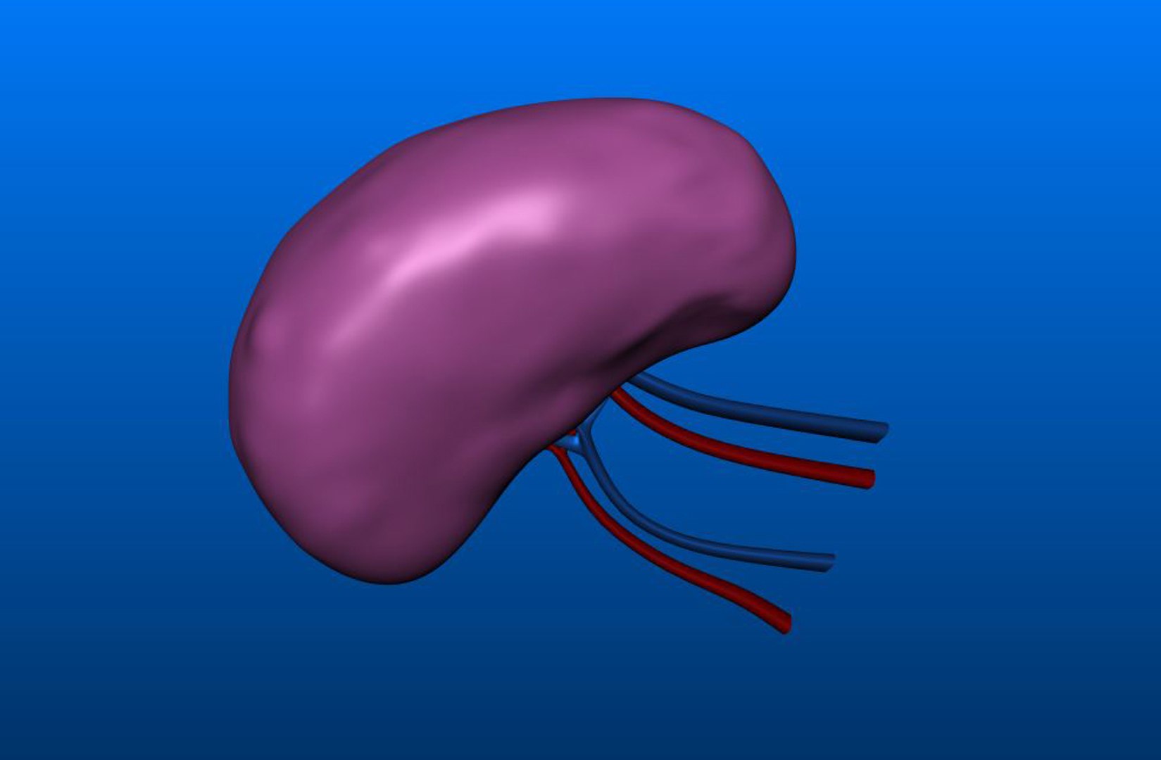 3D spleen section https://p.turbosquid.com/ts-thumb/Sp/1BKI9q/s5Si06hY/spleen_d/jpg/1549116683/1920x1080/fit_q87/5eb6d52f97969bb5b163d2c51127c297b28a77bb/spleen_d.jpg
