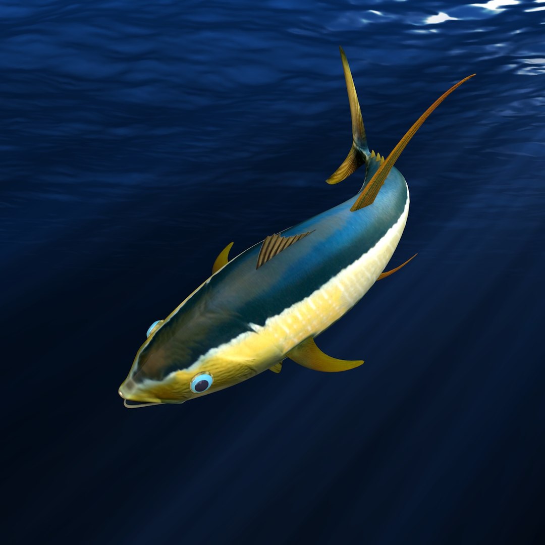 yellowfin tuna 3d model https://p.turbosquid.com/ts-thumb/Sp/1je6gL/PRafGGeJ/005/jpg/1440797176/1920x1080/fit_q87/b37db151b1c772d8457e6fae6d8e049cdc931aee/005.jpg