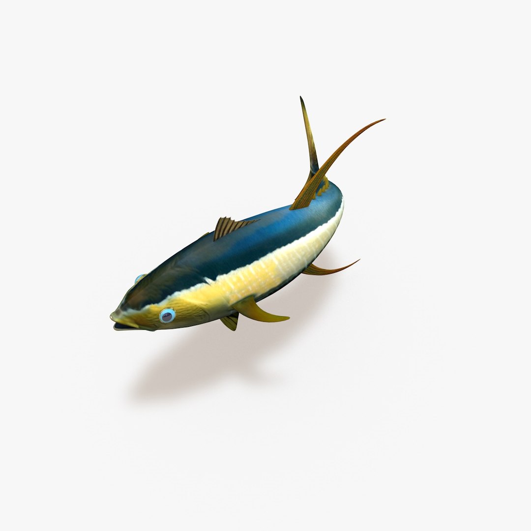 yellowfin tuna 3d model https://p.turbosquid.com/ts-thumb/Sp/1je6gL/gcVZYgyq/004/jpg/1440797176/1920x1080/fit_q87/308f80b453d274c727c14a6e9e37d9922411fe32/004.jpg