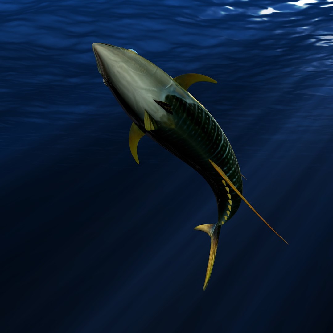yellowfin tuna 3d model https://p.turbosquid.com/ts-thumb/Sp/1je6gL/v1no8k9C/006/jpg/1440797177/1920x1080/fit_q87/ae5734306efe609d91bab394021b6172d8b60fe0/006.jpg