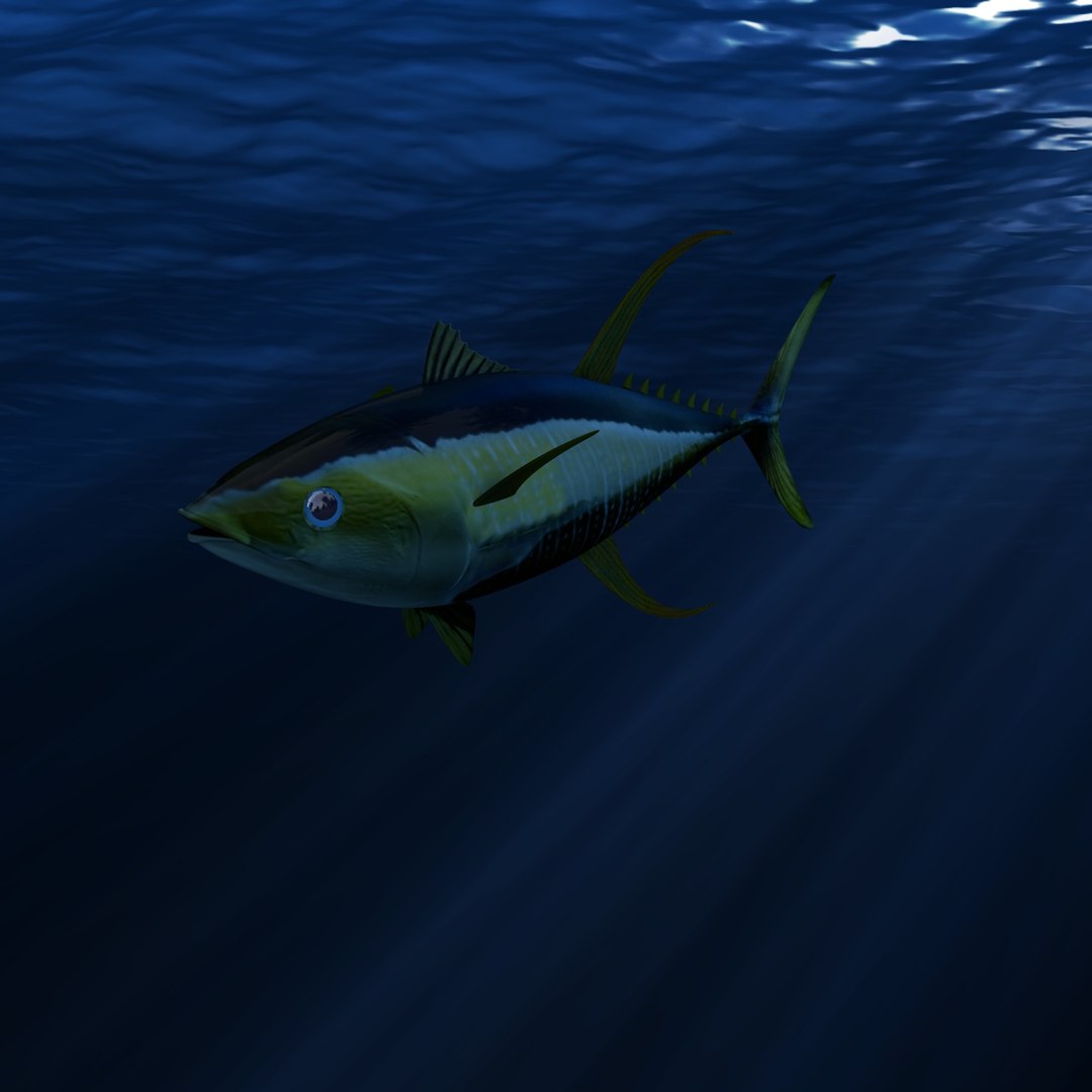 yellowfin tuna 3d model https://p.turbosquid.com/ts-thumb/Sp/1je6gL/vbUJMoRy/007/jpg/1440797177/1920x1080/fit_q87/e5fb580240d9439fd2a04af0cd5a9ef1411d5cf2/007.jpg