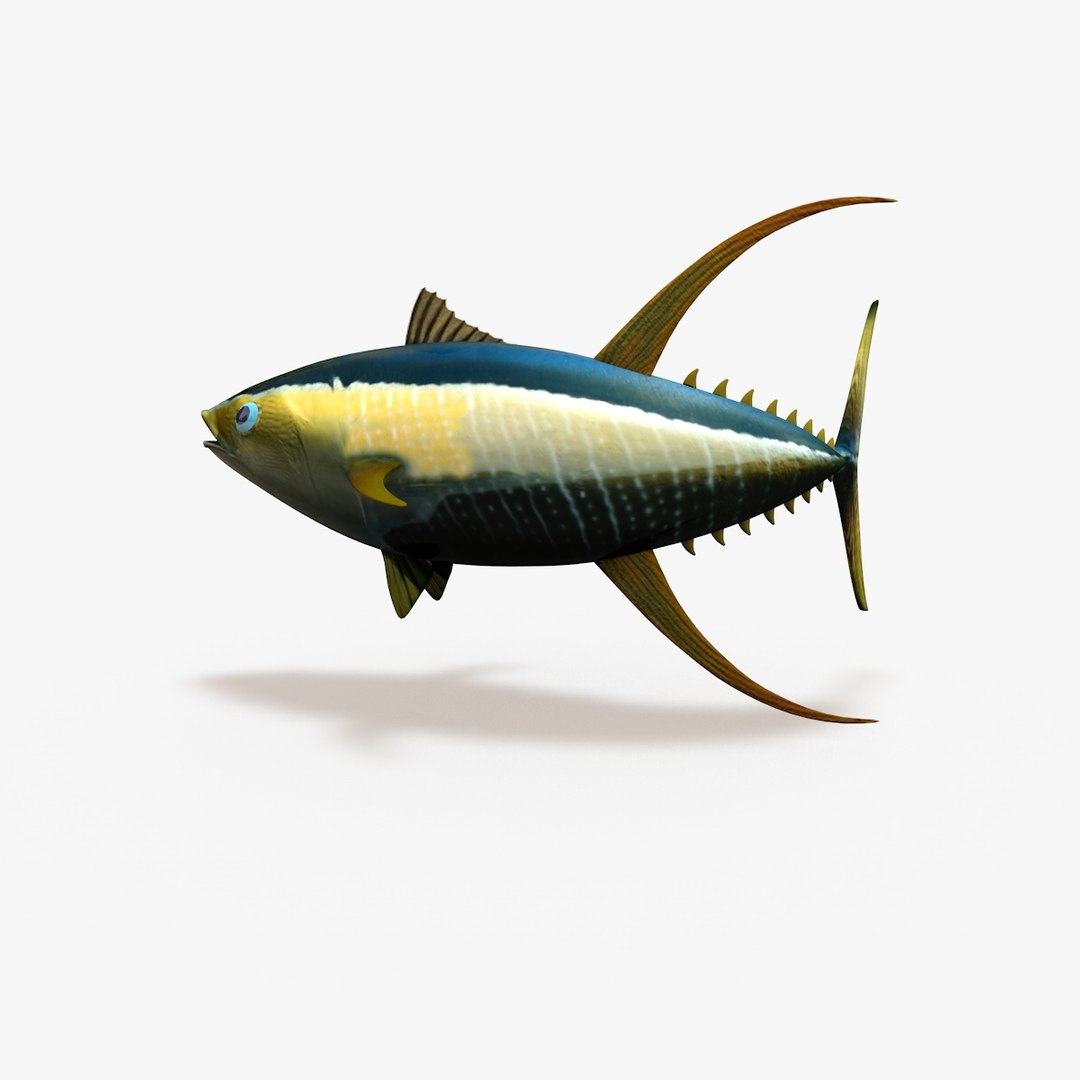 yellowfin tuna 3d model https://p.turbosquid.com/ts-thumb/Sp/1je6gL/yOl0RhQj/003/jpg/1440797176/1920x1080/fit_q87/dae64b8ebe60f30262b15db6387e7b7c86b7e8b2/003.jpg