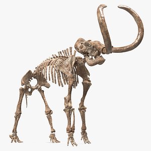Mammoth Skeleton Old Bones Standing Pose 3D model
