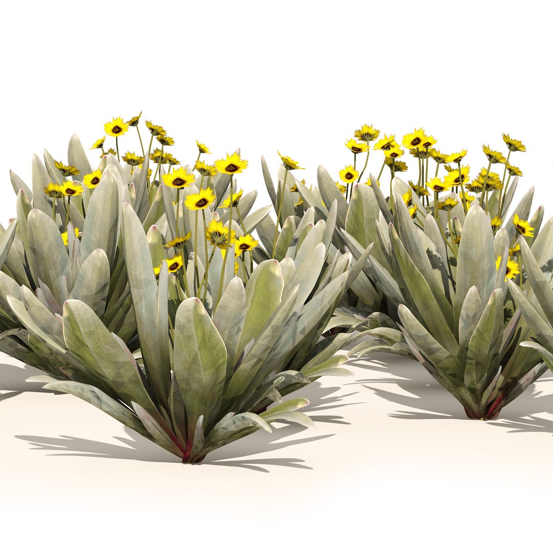 Ruilopezia frailejon cluster 3D https://p.turbosquid.com/ts-thumb/Sp/OixTDw/GF/02pp/jpg/1670454309/1920x1080/fit_q87/fc9db3c1f98346dbb63b45eb89c47b2b1da61a11/02pp.jpg