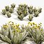Ruilopezia frailejon cluster