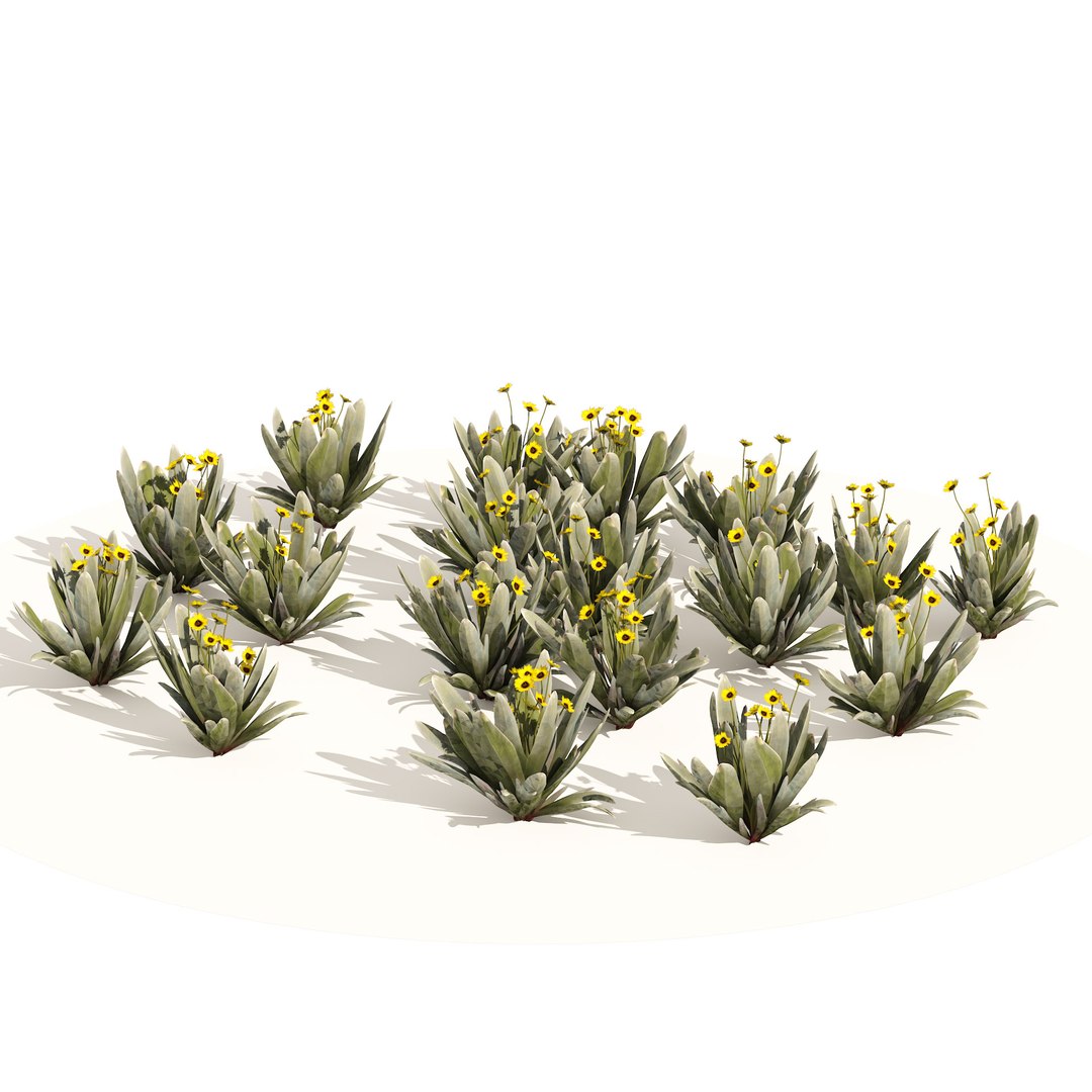 Ruilopezia frailejon cluster 3D https://p.turbosquid.com/ts-thumb/Sp/OixTDw/gj/01pp/jpg/1670454310/1920x1080/fit_q87/f588eca38f8addd3291b5c1c3d3f69160852c14b/01pp.jpg