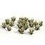 Ruilopezia frailejon cluster