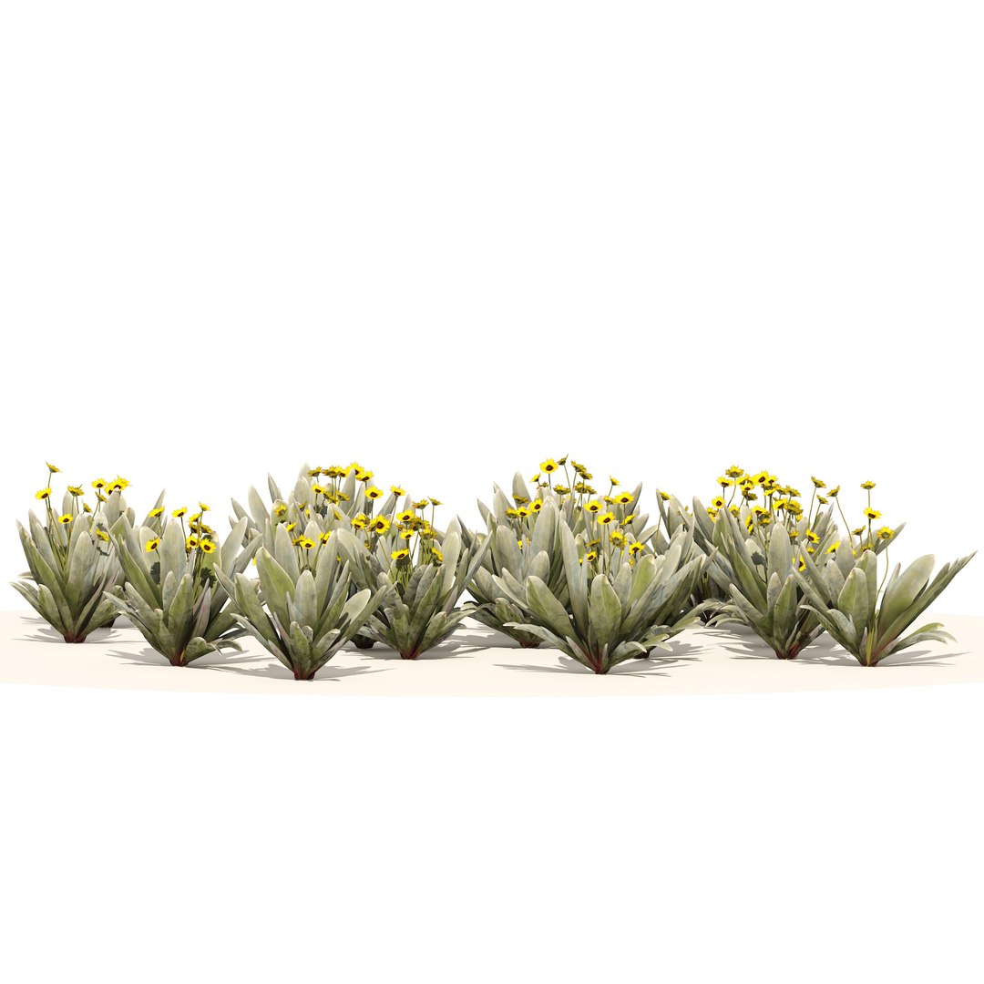 Ruilopezia frailejon cluster 3D https://p.turbosquid.com/ts-thumb/Sp/OixTDw/uQ/03pp/jpg/1670454309/1920x1080/fit_q87/b42f81c628a2f924fe8c90e98b15960d6707b9c7/03pp.jpg