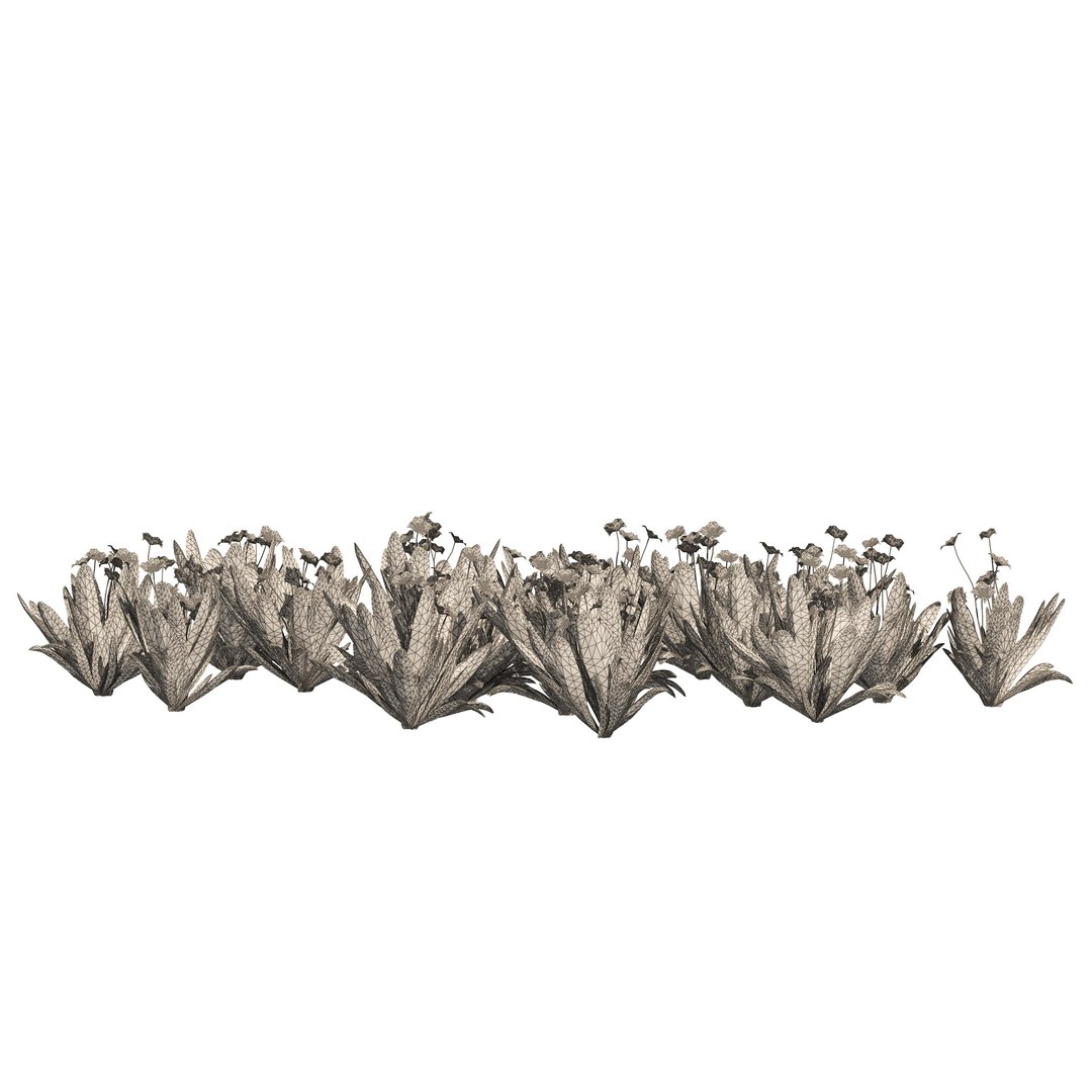 Ruilopezia frailejon cluster 3D https://p.turbosquid.com/ts-thumb/Sp/OixTDw/wh/wire/jpg/1670454313/1920x1080/fit_q87/cef81e47c3336041b3d8e8393c5b16167169e38b/wire.jpg