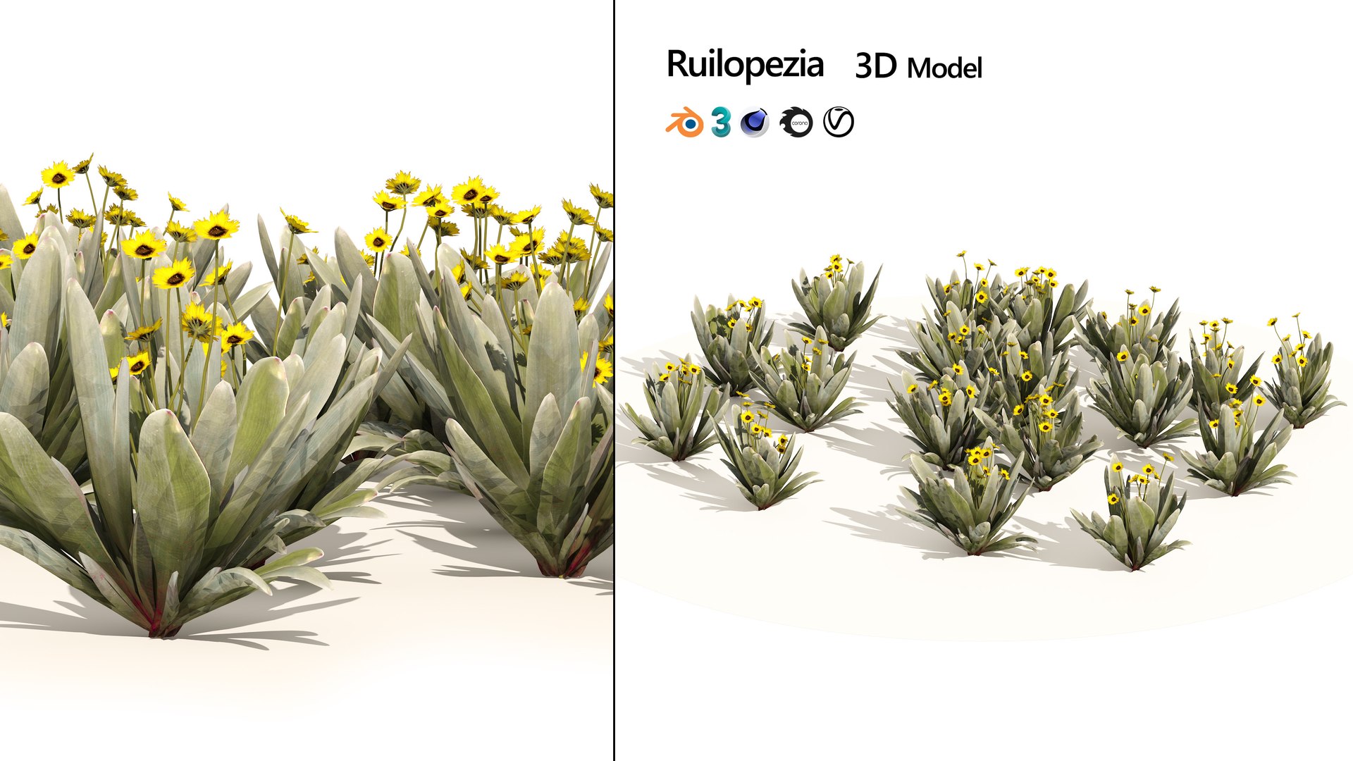 Ruilopezia frailejon cluster 3D https://p.turbosquid.com/ts-thumb/Sp/OixTDw/xY/artcover/jpg/1670454310/1920x1080/fit_q87/1ed0678342db06dd69087619840f0f6c08a9def3/artcover.jpg