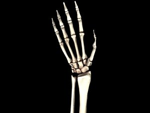 medically accurate hand bones model