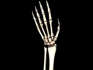 Bones of the Hand Medically Accurate 3d Model