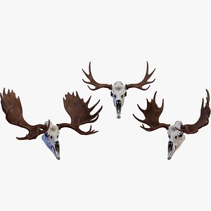 3D Moose Skull model