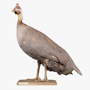 Guineafowl Guineahen Remastered 3D model