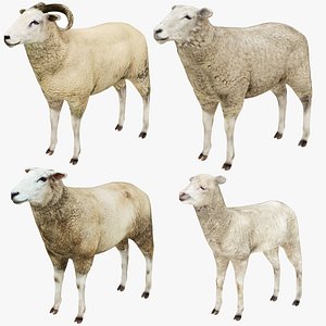 Sheep Ram and Lamb Collection 4 in 1 3D model