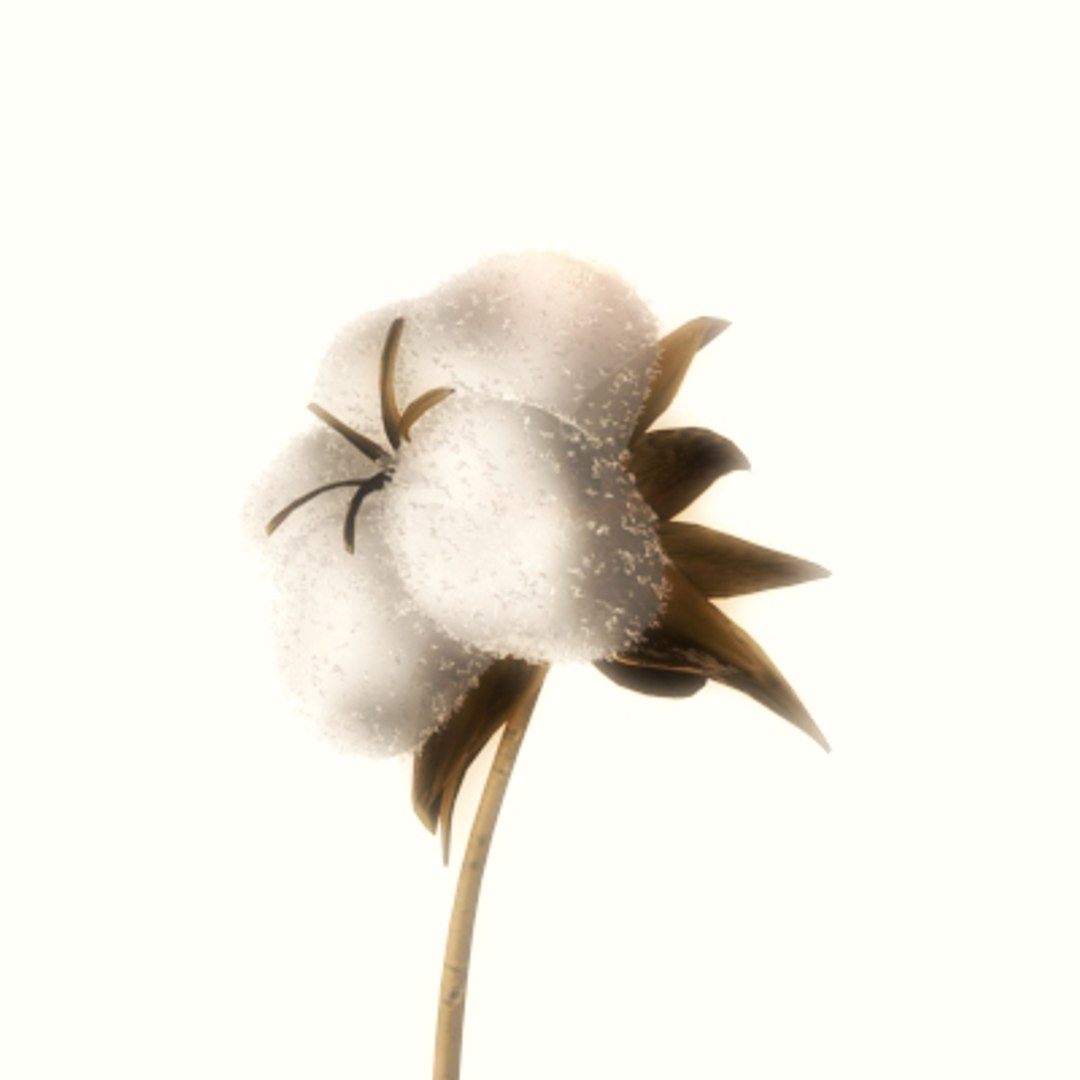 3d model cotton stop motion https://p.turbosquid.com/ts-thumb/Sq/5O73yP/goFpTVhO/cottonopen_07copy/jpg/1152607993/1920x1080/fit_q87/a7ef4296d8f090efe676aa784cac1f55ca07f3f7/cottonopen_07copy.jpg