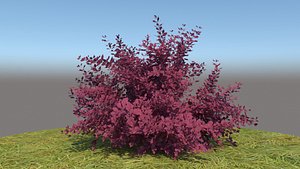 3D berberis thunbergii atropurpurea nana