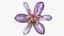 Violette Tricyrtis Hirta-Blume