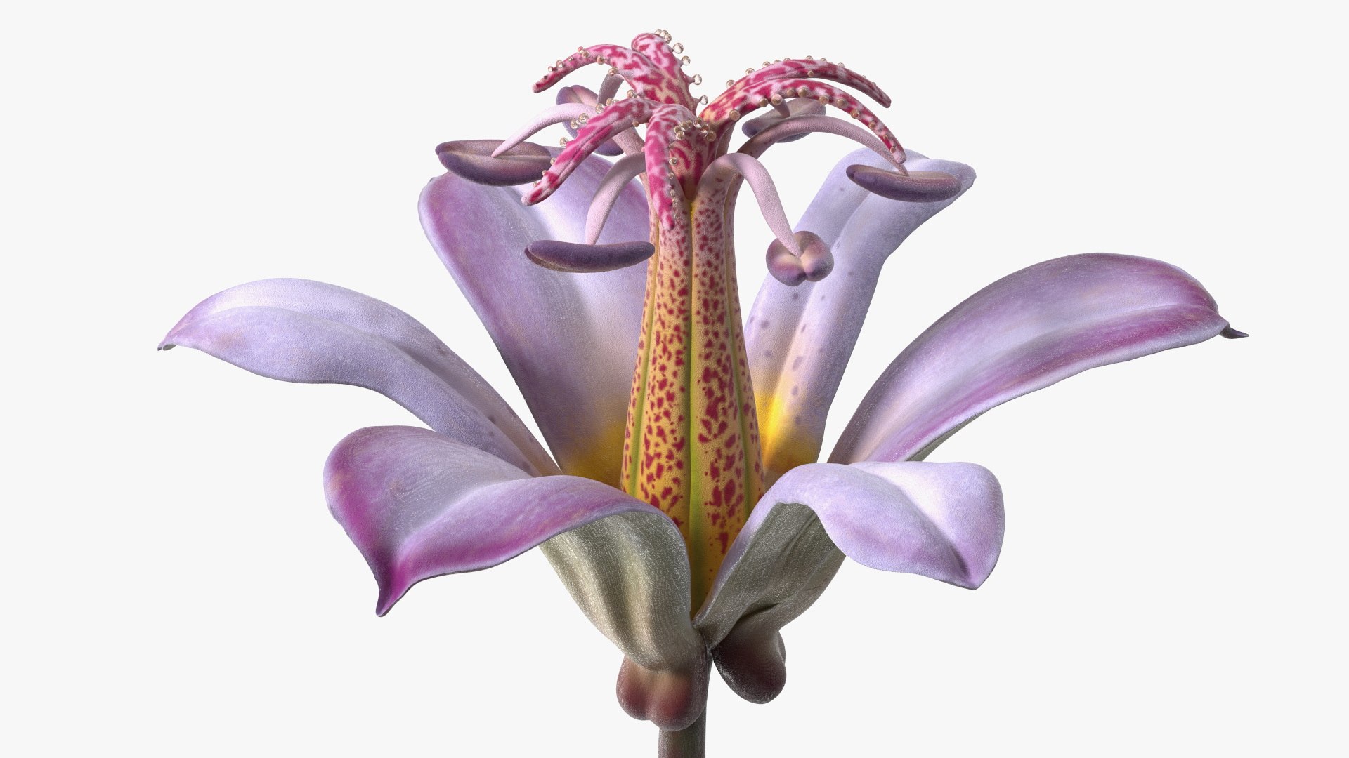 Violet Tricyrtis Hirta Flower 3D https://p.turbosquid.com/ts-thumb/Sq/8DFf2I/fL/violet_tricyrtis_hirta_flower_006/jpg/1755229932/1920x1080/fit_q87/3f3b27e5f4f3d35fa0a6ec8e381e198e91052740/violet_tricyrtis_hirta_flower_006.jpg