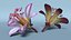Violette Tricyrtis Hirta-Blume