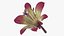 Violette Tricyrtis Hirta-Blume