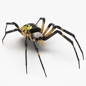 Yellow Garden Spider with Fur 3D Model