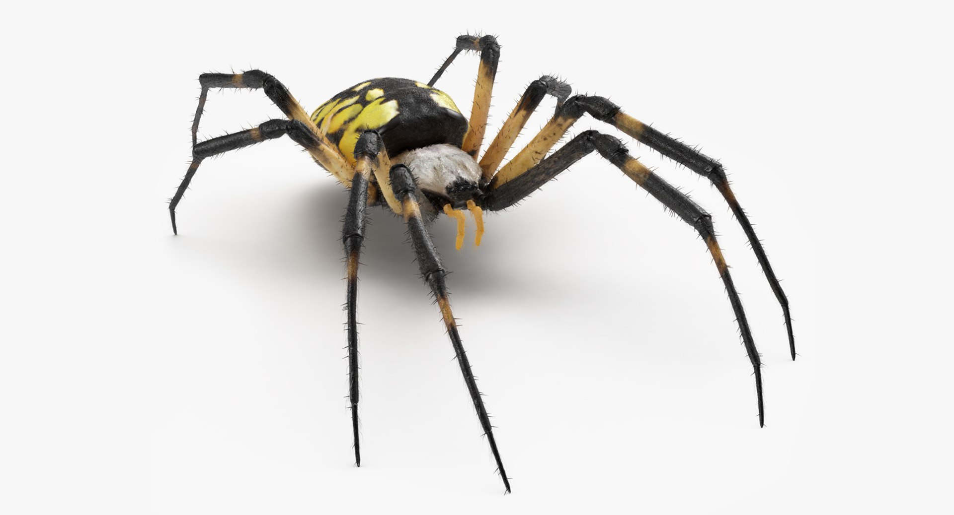 Yellow Garden Spider with Fur 3D Model 3D model preview