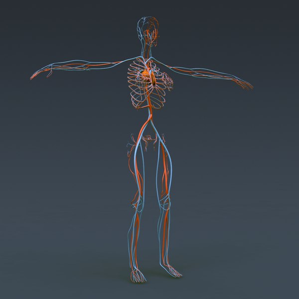 인간 남녀 해부학 - 몸, 해골 및 내부 장기 3D 모델 - TurboSquid 606118