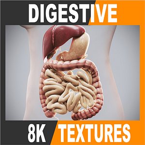 3d human male female anatomy