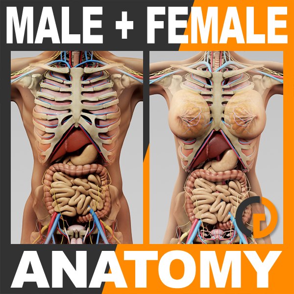 3d human male female anatomy