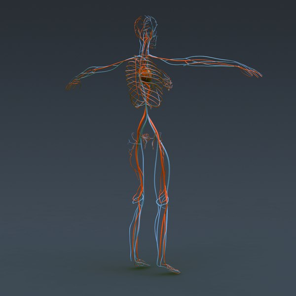 인간 남녀 해부학 - 몸, 해골 및 내부 장기 3D 모델 - TurboSquid 606118