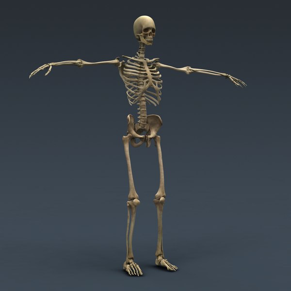 인간 남녀 해부학 - 몸, 해골 및 내부 장기 3D 모델 - TurboSquid 606118