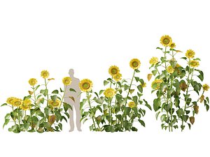 3D Highpoly Low Poly - Helianthus annuus - common sunflower