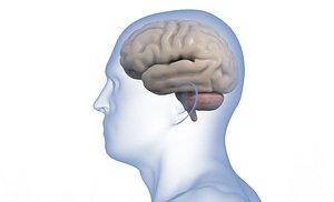 human brain anatomy 3D model