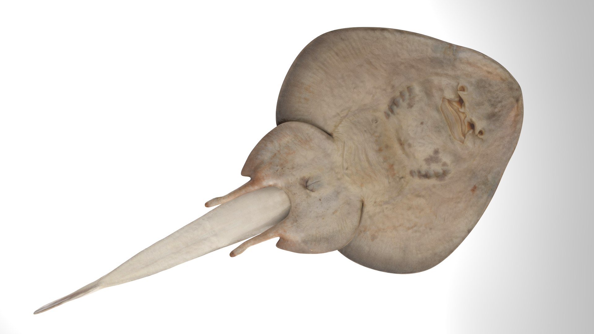 Yellow Spotted Fanray 3D model https://p.turbosquid.com/ts-thumb/Sq/bRTHYh/6l/11/png/1751139647/1920x1080/fit_q87/4eea7f1edab9574985e9abd0de2555fbcd671899/11.jpg