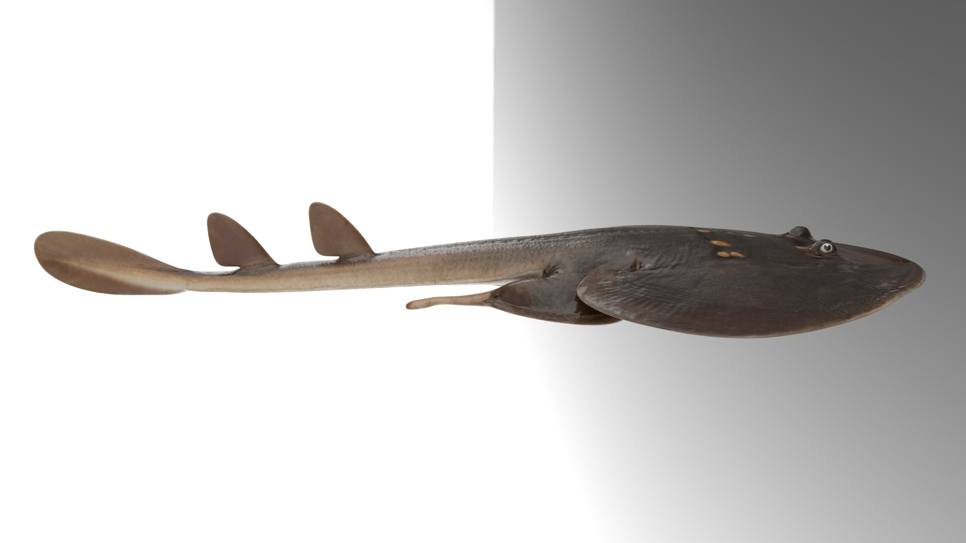 Yellow Spotted Fanray 3D model https://p.turbosquid.com/ts-thumb/Sq/bRTHYh/B9/14/png/1751139648/1920x1080/fit_q87/47e21ee09de24b23ba6a52f413af88e763a2bbba/14.jpg