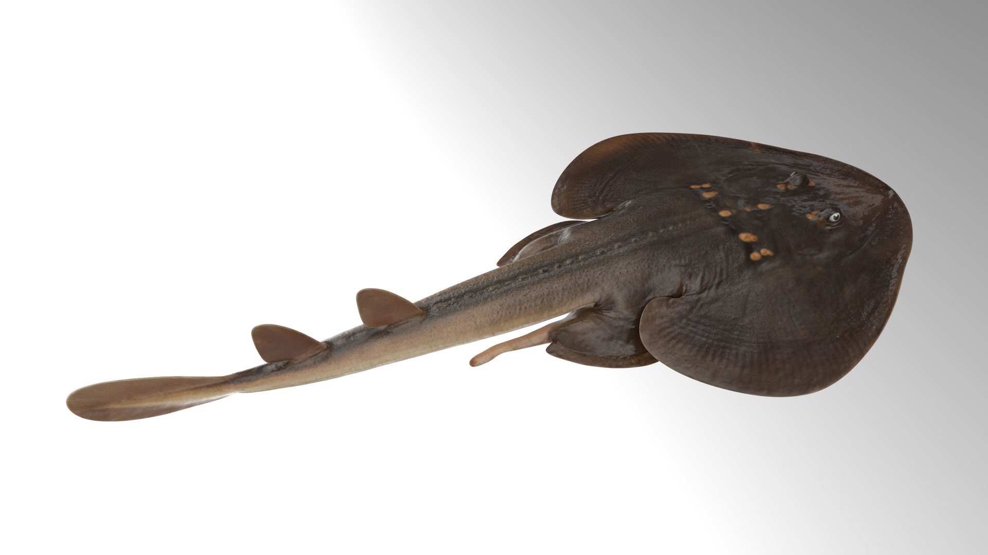 Yellow Spotted Fanray 3D model https://p.turbosquid.com/ts-thumb/Sq/bRTHYh/NW/12/png/1751139647/1920x1080/fit_q87/9395f8371e385981ae03bee1ac51dbba8abed88f/12.jpg