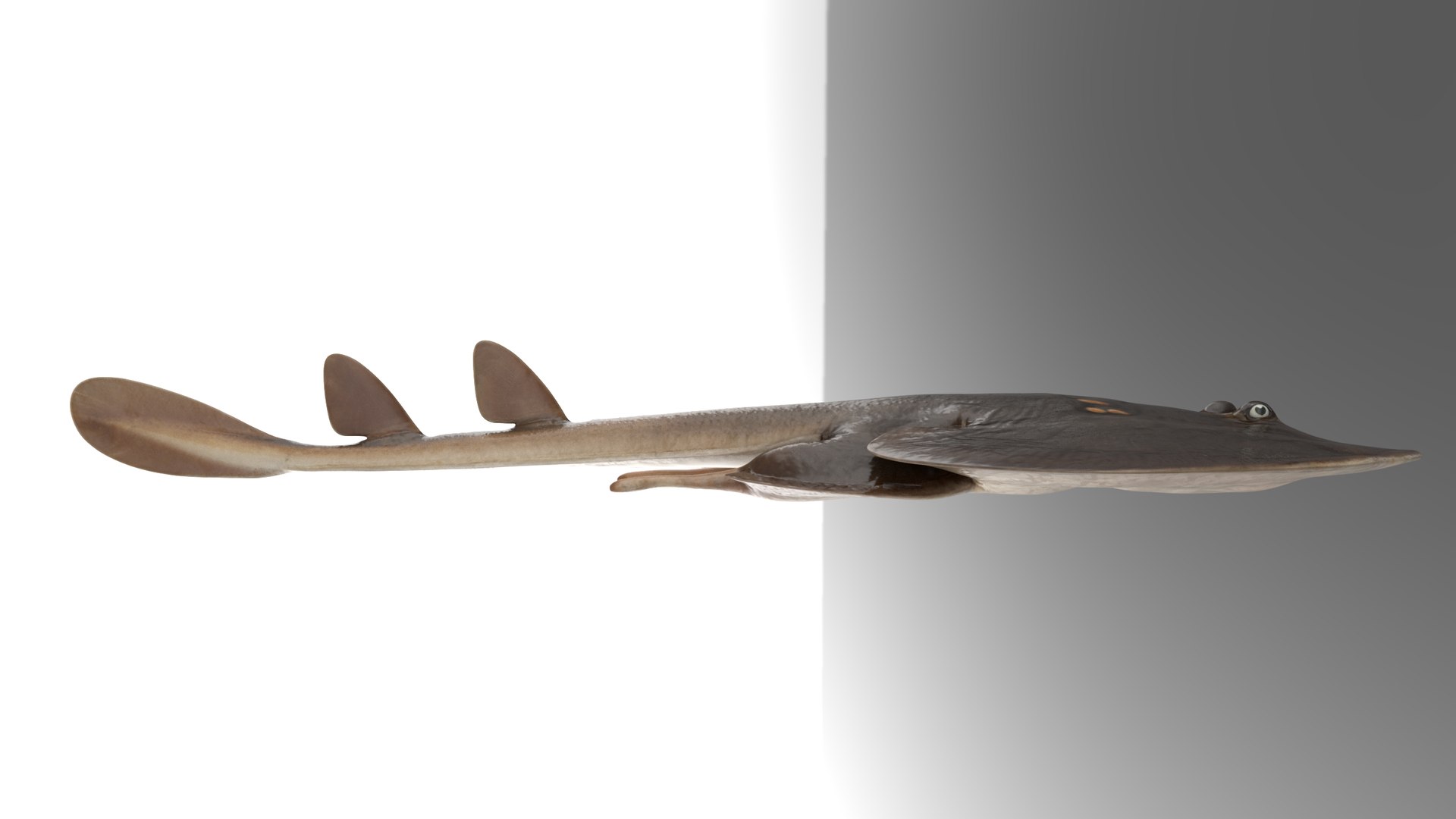 Yellow Spotted Fanray 3D model https://p.turbosquid.com/ts-thumb/Sq/bRTHYh/b6/13/png/1751139647/1920x1080/fit_q87/58a0cf8ca988e8336341242760dbec481dba5383/13.jpg
