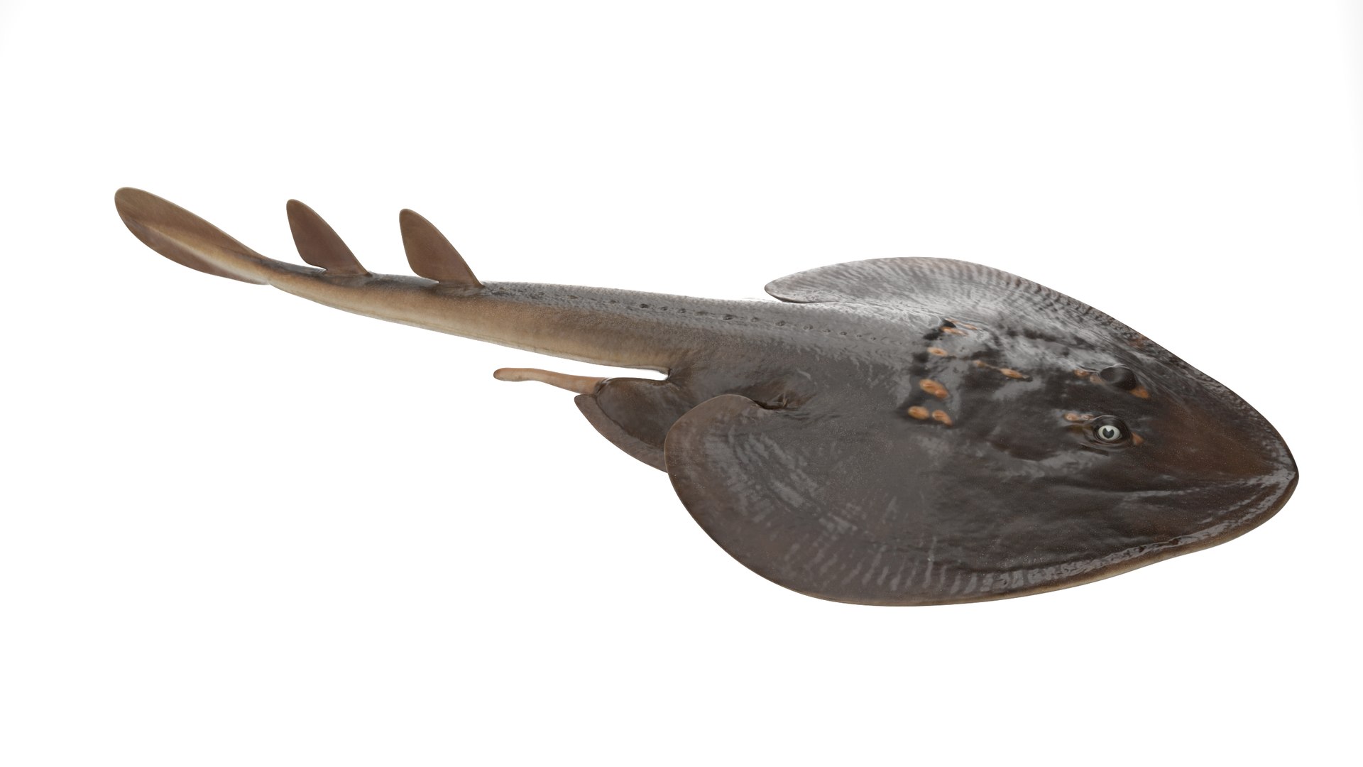 Yellow Spotted Fanray 3D model https://p.turbosquid.com/ts-thumb/Sq/bRTHYh/xn/16/png/1751139650/1920x1080/fit_q87/bb59347ce42ca95fecd9f1684051c0d99d9a6482/16.jpg