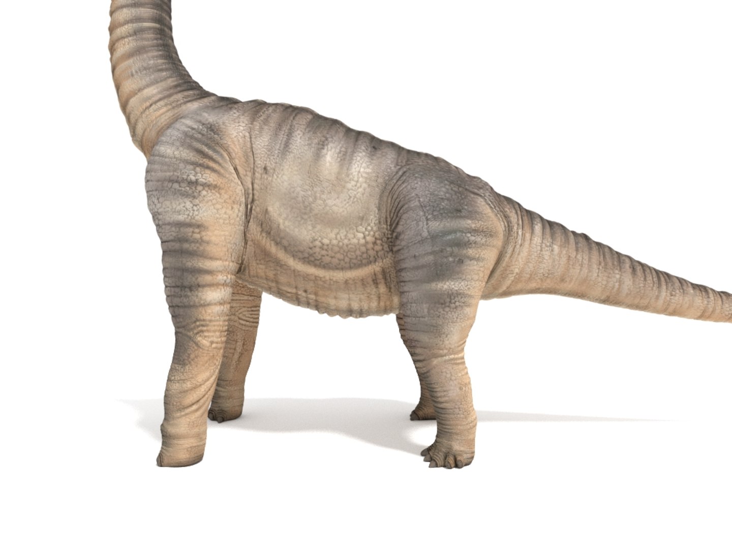 brachiosaurus blender v-multi model https://p.turbosquid.com/ts-thumb/Sq/fxyb7h/54/img_10/jpg/1624705818/1920x1080/fit_q87/1cb1f9e6ba5a92498ed96260f2ee6082d2a34a91/img_10.jpg