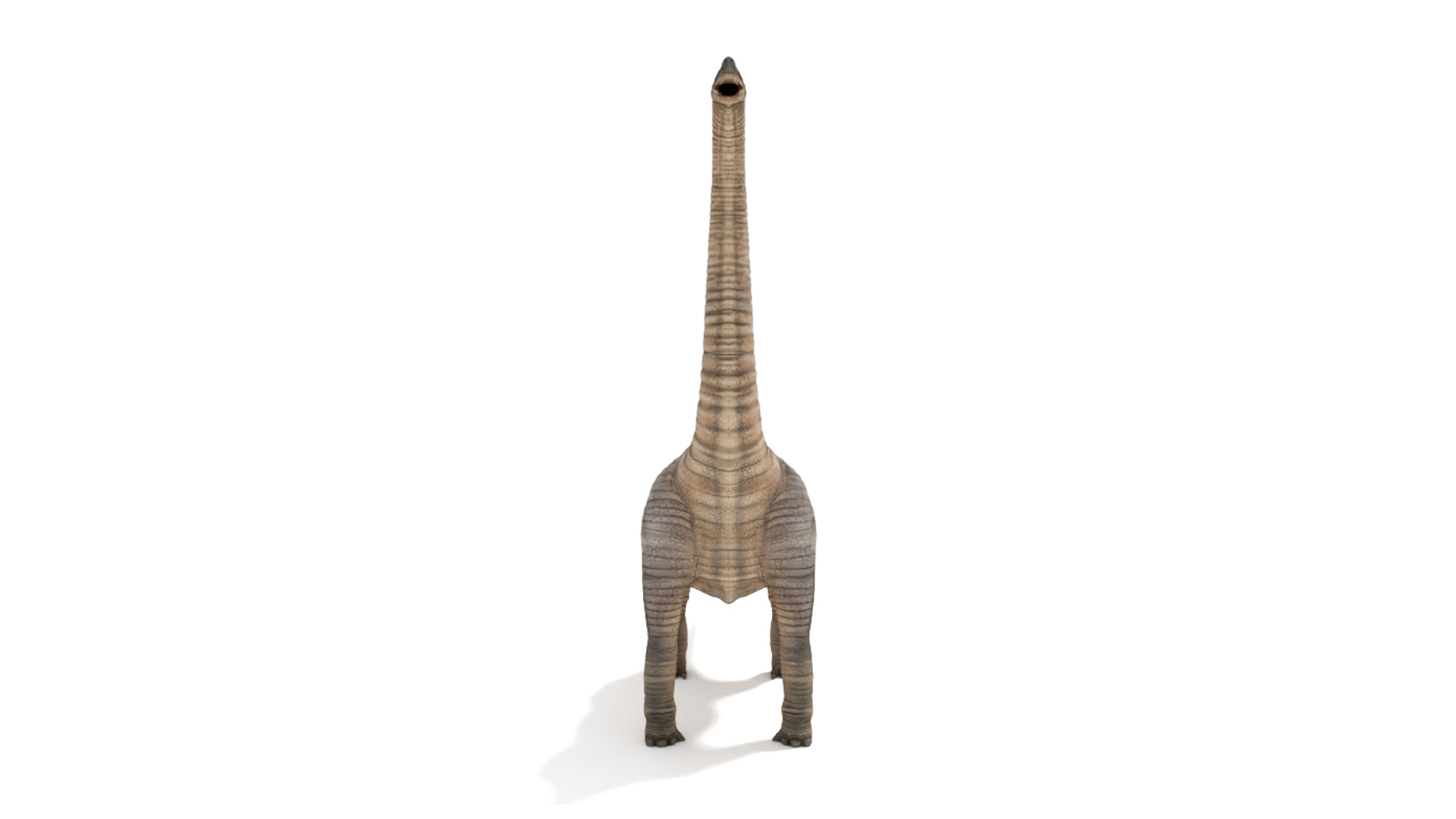 brachiosaurus blender v-multi model https://p.turbosquid.com/ts-thumb/Sq/fxyb7h/Qi/img/jpg/1624705886/1920x1080/turn_fit_q99/ef99a21fcc86cd00d7c854bf7ae1f2b731e5ed44/img-1.jpg