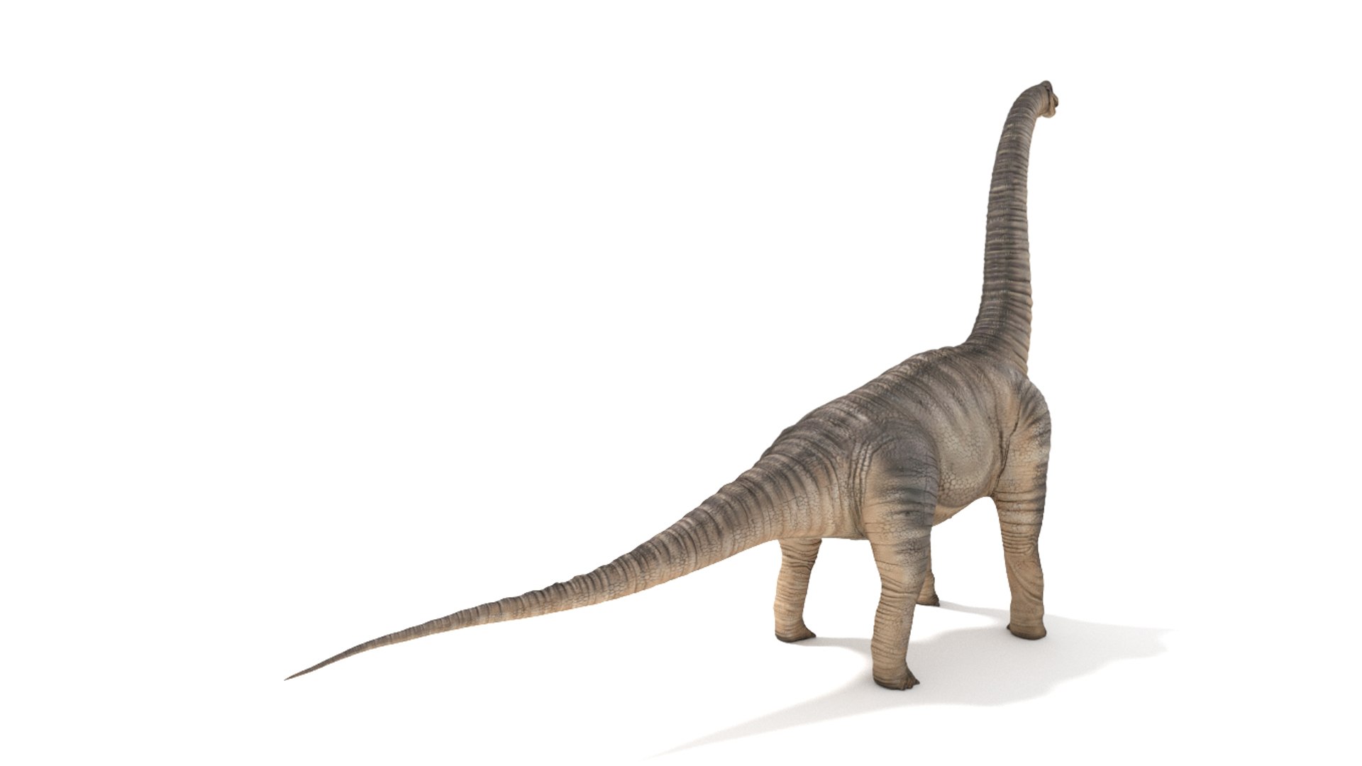 brachiosaurus blender v-multi model https://p.turbosquid.com/ts-thumb/Sq/fxyb7h/gw/img_3/jpg/1624705816/1920x1080/fit_q87/6023683eedde363c4e5788994afa66cc022aea95/img_3.jpg