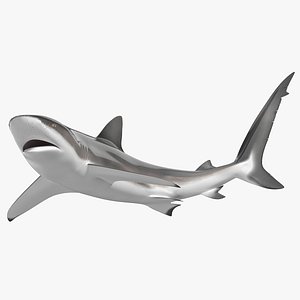 3D Realistic Dusky Shark Rigged