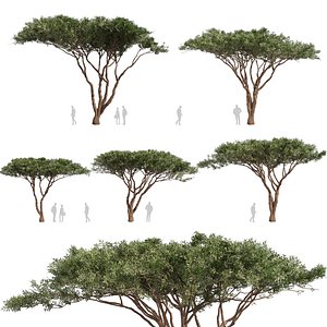 3D model Collection plant vol 604 - Acacia - tortilis - Umbrella - Thorn - Tree