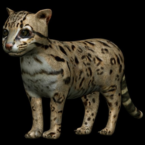 fully rigged ocelot 3D model