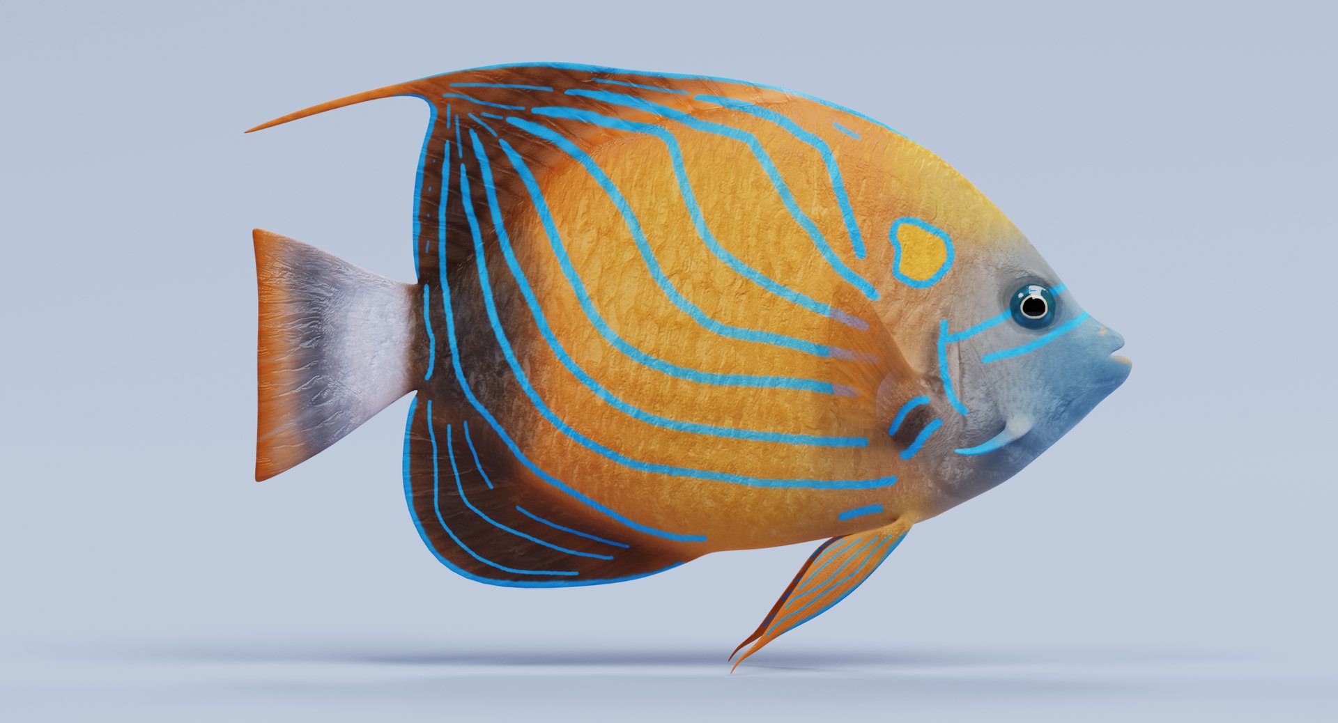 Tropical fish isolated on white: Bluering Angelfish Stock Photo | Adobe  Stock
