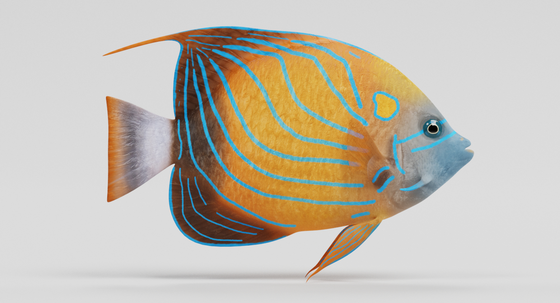 Realistic Blue Ring Angelfish 24” Plush / Pillow Flat Tropical Fish RARE!  HTF | eBay