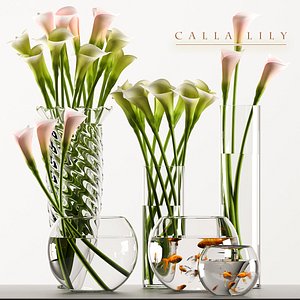 callalilly 3